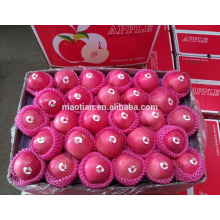 Common Cultivation Type and Pome Fruit Product Type fresh apple fruit for sale